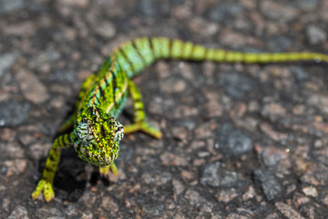 Naklejka na ściany i meble Close up of a green chameleon on the street