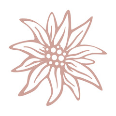 edelweiss flower icon vector alpine icon flat web sign symbol logo label - 351516251