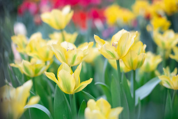 Naklejka na ściany i meble Spring Flowers bunch. Beautiful yellow Tulips with selective focus.
