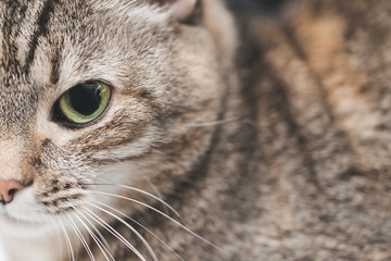 Fototapeta premium Beautiful gray domestic cat is looking