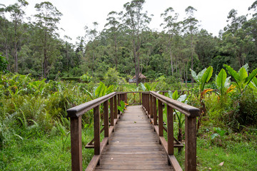 Fototapeta na wymiar A beautiful wooden bridge in the middle of the jungle