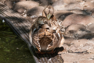 One brown duck with black beak, The duck itches with its beak in its feathers. Filtered sun and shade through trees on the duck