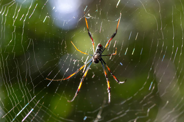 Web with a spider, with a blurry green background