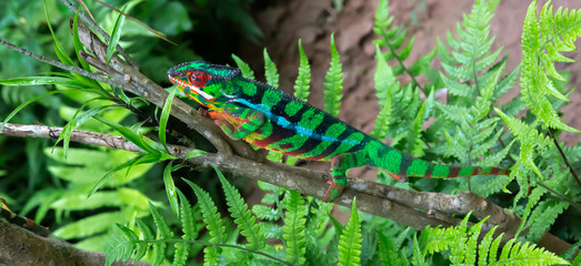 A chameleon moves along a branch in a rainforest in Madagascar