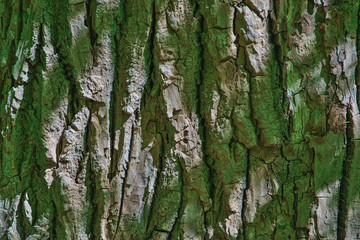 Obraz premium tekstura kory drzewa