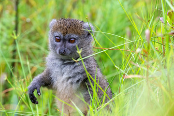 A bamboo lemur between the tall grass looks curious