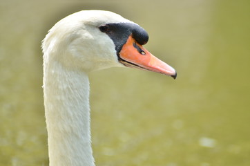 白鳥の顔