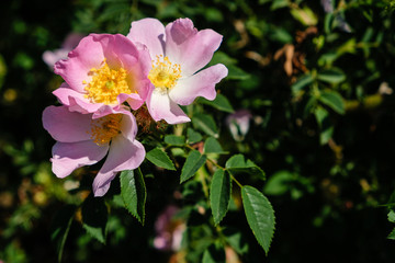 Obraz premium Fleurs d'églantier