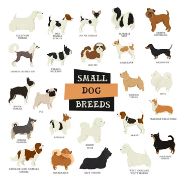Small dog hotsell breeds chart