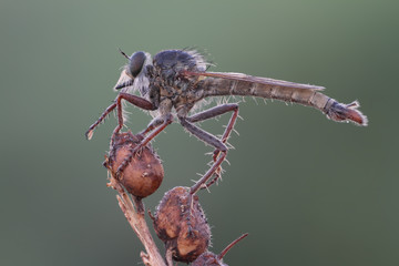 Macro shot of a robber fly on nature background