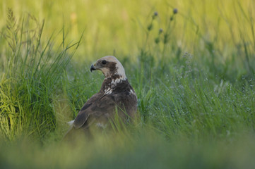 The western marsh harrier Circus aeruginosus portrait