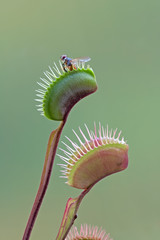 Fly is eaten by carnivorous green plant (Venus flytrap)