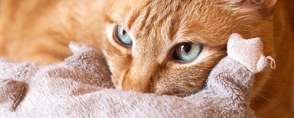 cat with green eyes biting a stuffed toy.