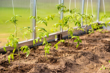 Gardening and agriculture concept. Organic tomatoes growing in greenhouse. Greenhouse produce. Vegetable food production