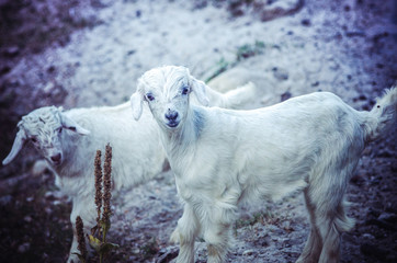 Himalayan mountain sheep in nature
