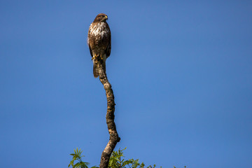 The young buzzard in UK countryside