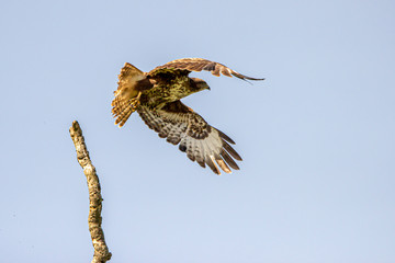 The young buzzard in UK countryside