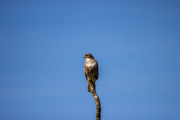 The young buzzard in UK countryside