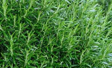 Obraz premium Rosemary herb close up