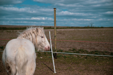 horse © Zuzanna