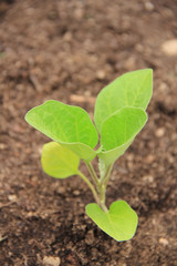 Small Eggplant plant growing in the vegetable garden on springtime. Cultivated Solanum melongena plant
