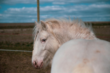 horse © Zuzanna
