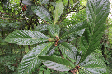 Common Medlar tree with fruits growing on branch. Mespilus germanica tree in the garden
