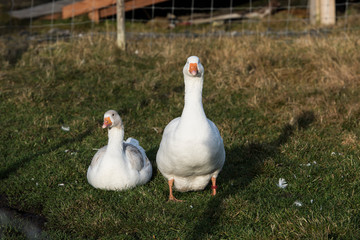 Animals in Nolsoy, Faroe Islands