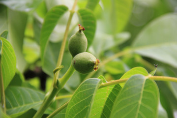 Close-up of green unripe walnuts growing on a tree on springtime. Juglans regia tree