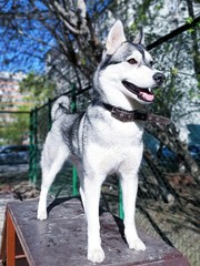 siberian husky dog