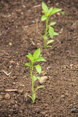 Small Pepper plant growing in the vegetable garden on springtime. Cultivated Capsicum Annum plant
