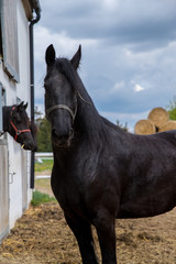 horse © Zuzanna