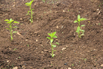 Small Pepper plant growing in the vegetable garden on springtime. Cultivated Capsicum Annum plant
