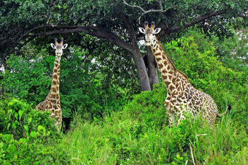 Two giraffes in savanna