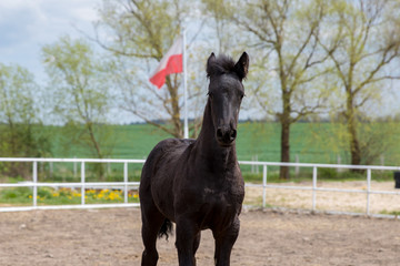 horse © Zuzanna