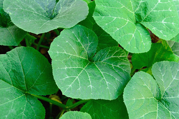 Pumpkin leaves with natural background.