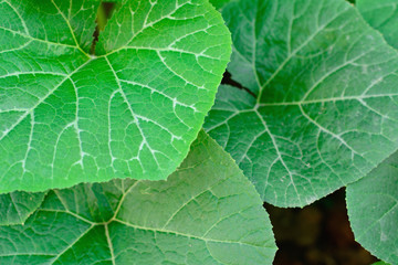 Pumpkin leaves with natural background.