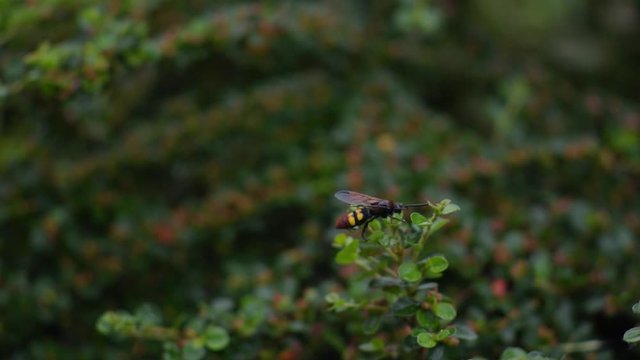 A rare scolia wasp sits on a barberry branch