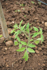 Small tomato plant growing in the vegetable garden on springtime.Solanaceae family
