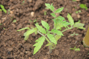Small tomato plant growing in the vegetable garden on springtime.Solanaceae family
