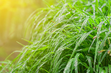 Juicy grass with raindrops in the sun. close up. boke effect