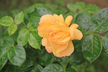 Rose bush in bloom with yellow rose covered by rain drops in the garden.  Rosaceae family
