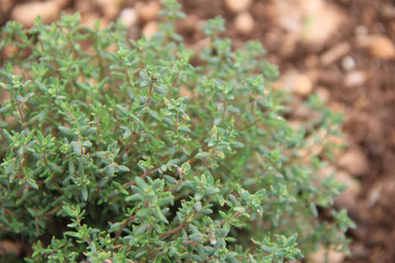 Common Thyme growing in the vegetable garden on springtime. Thymus vulgaris plant
