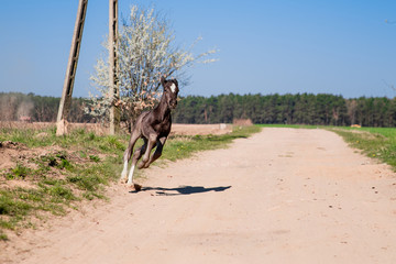 horse © Zuzanna