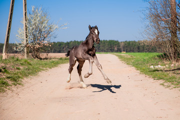 horse © Zuzanna