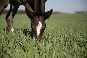 horse © Zuzanna