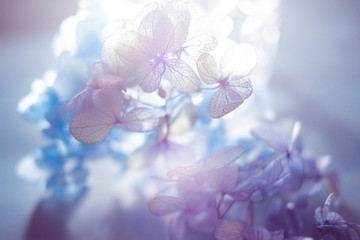 日本の花、紫陽花。梅雨・初夏の季節。