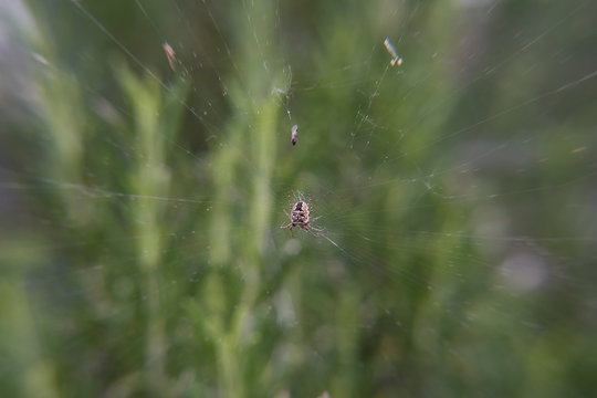 Close up of a zilla orb weaver on its web
