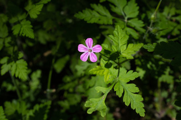 One single flower of Herb-Robert - Geranium robertianum