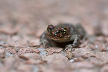 close up of a green toad